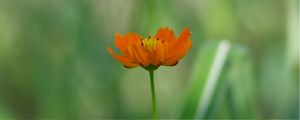 FLOR DO CERRADO 02 - PARQUE COPAIBA
