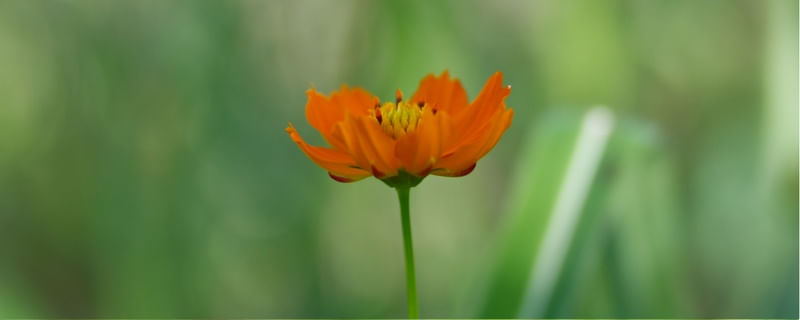 FLOR DO CERRADO 02 - PARQUE COPAIBA