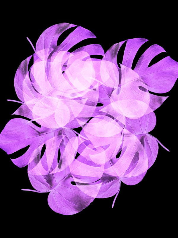 LEAF MULTIPLY XXVIII