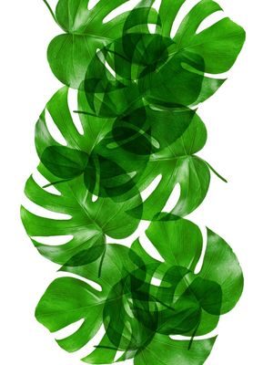 LEAF MULTIPLY XXIX