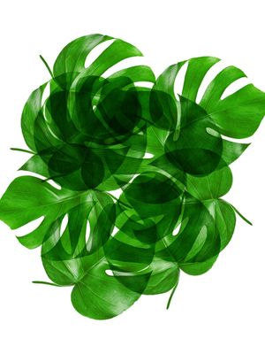 LEAF MULTIPLY XXX