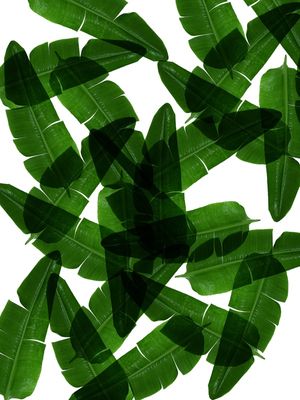 LEAF MULTIPLY XXXI