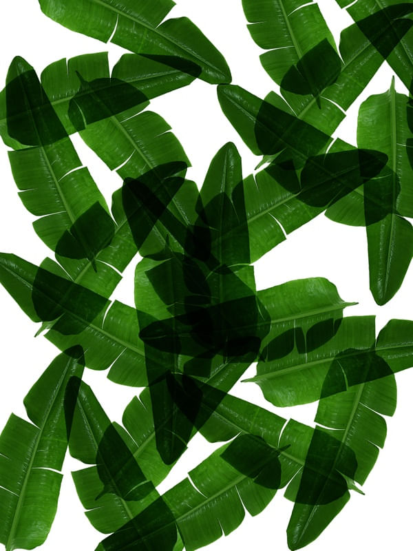 LEAF MULTIPLY XXXI