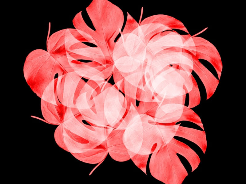 LEAF MULTIPLY XXXII