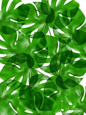 LEAF MULTIPLY XXXIII