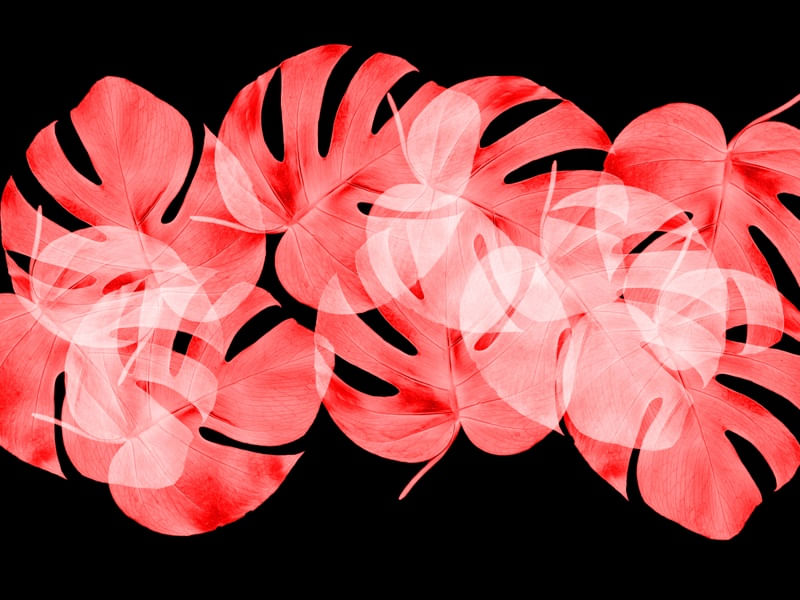 LEAF MULTIPLY XXXV