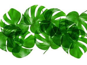LEAF MULTIPLY XXXVIII