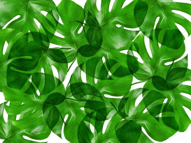 LEAF MULTIPLY XXXIX