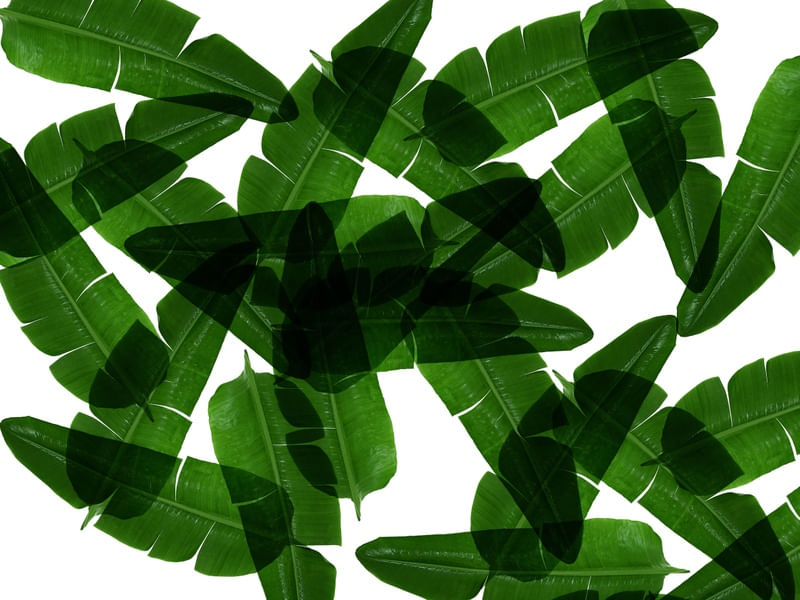 LEAF MULTIPLY 3