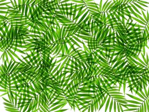 LEAF MULTIPLY 5