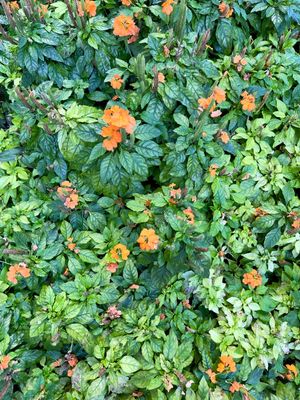 LARANJA FLORIDO
