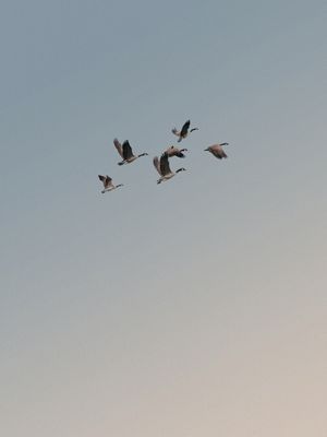 PATOS MIGRANDO