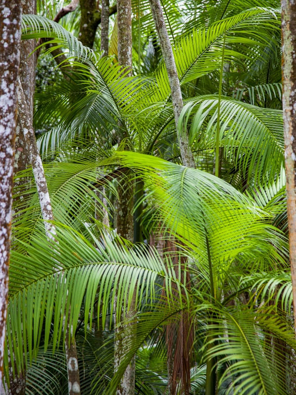 FLORESTA TROPICAL 5283