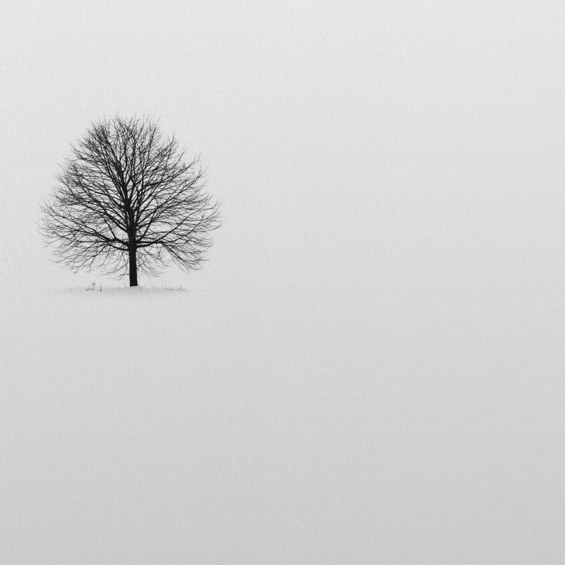ÁRVORE SECA MINIMALISTA