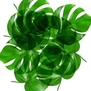 LEAF MULTIPLY I