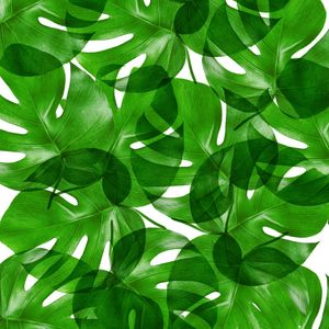 LEAF MULTIPLY