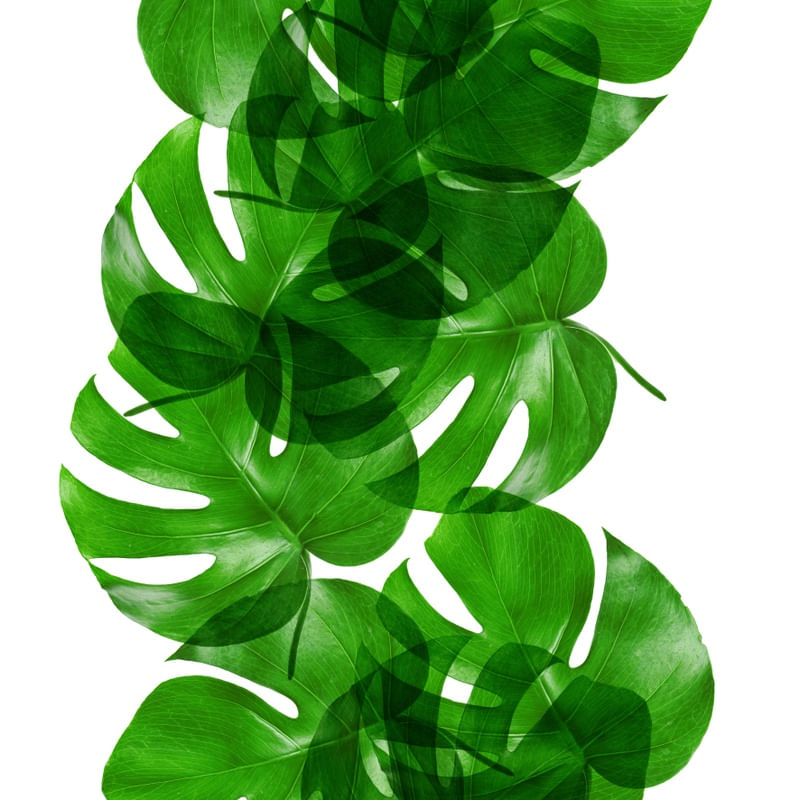 LEAF MULTIPLY II