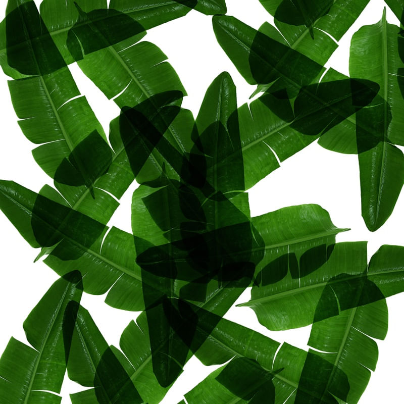 LEAF MULTIPLY III