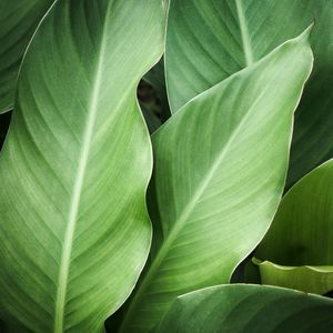 FOLHAGEM TROPICAL XI