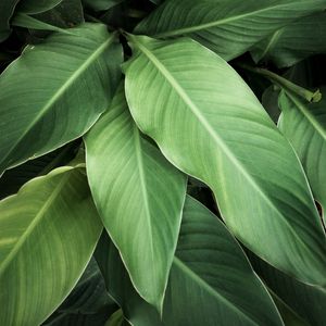 FOLHAGEM TROPICAL XII