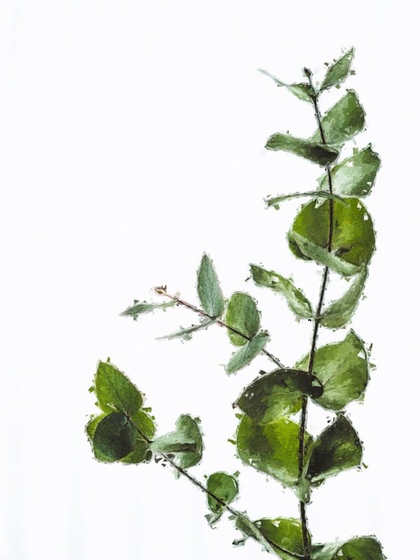 PLANTA SERENIDADE