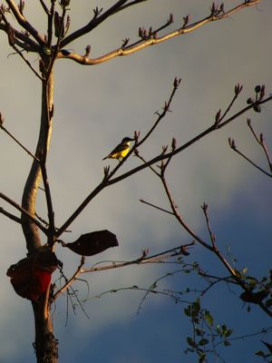 BEM-TE-VI PÔR DO SOL II