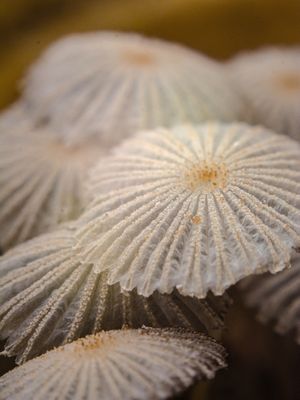 MINÚSCULOS COGUMELOS