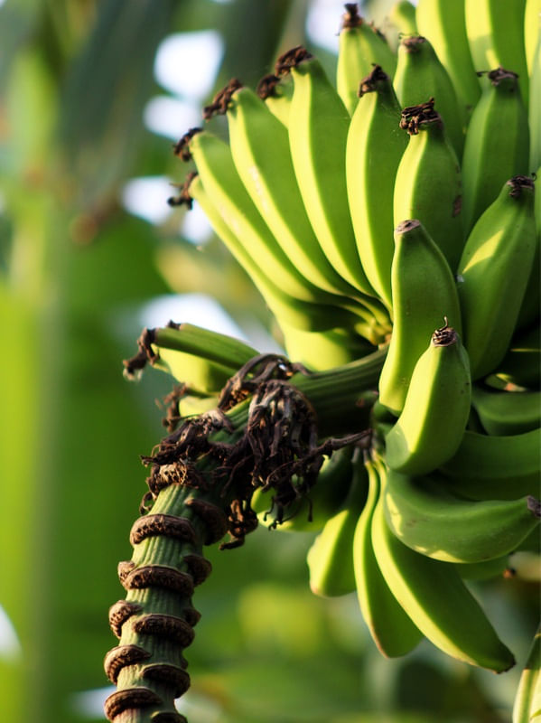 CACHO DE BANANA VERDE