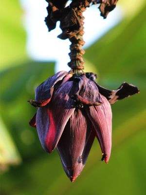 CORAÇÃO DE BANANEIRA