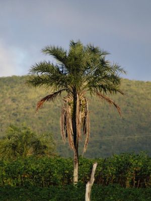 COQUEIRO NO CAMPO