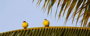 PASSARINHOS GORDINHOS