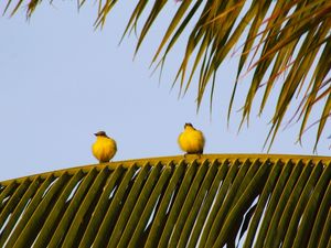 PASSARINHOS GORDINHOS II