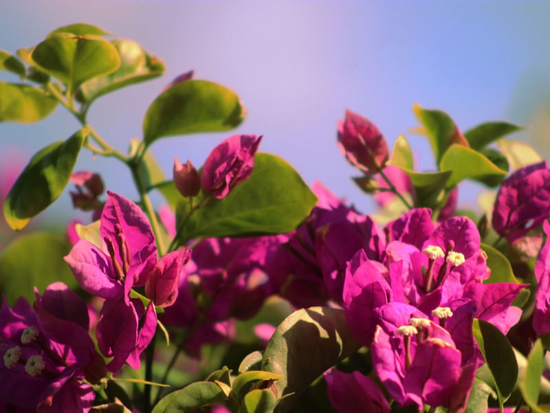 BOUGAINVILLEA ROSA