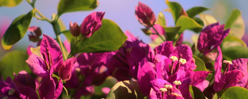 BOUGAINVILLEA ROSA II