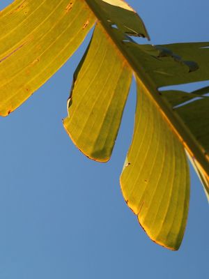 FOLHA DE BANANEIRA III