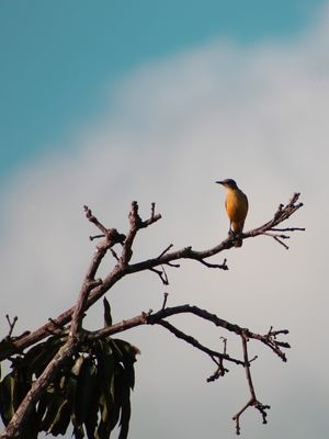 NO TOPO DA MANGUEIRA