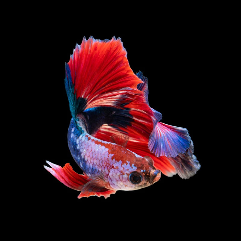 PEIXE NO ESCURO