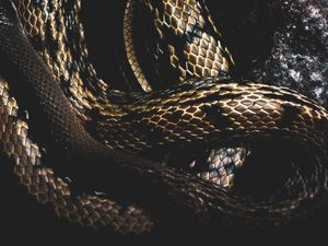 SERPENT SCALES