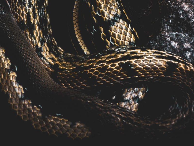 SERPENT SCALES