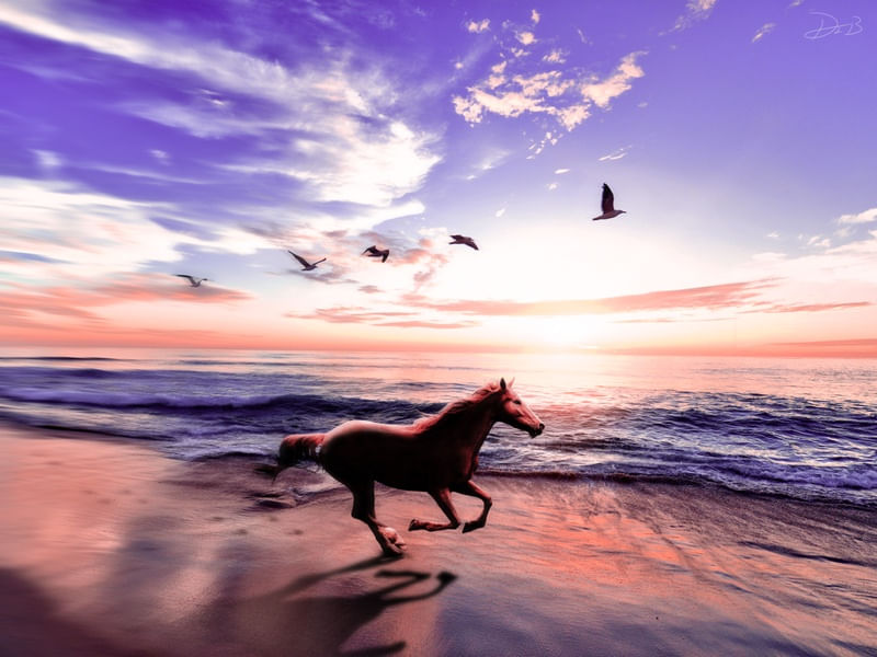 CAVALO LIVRE