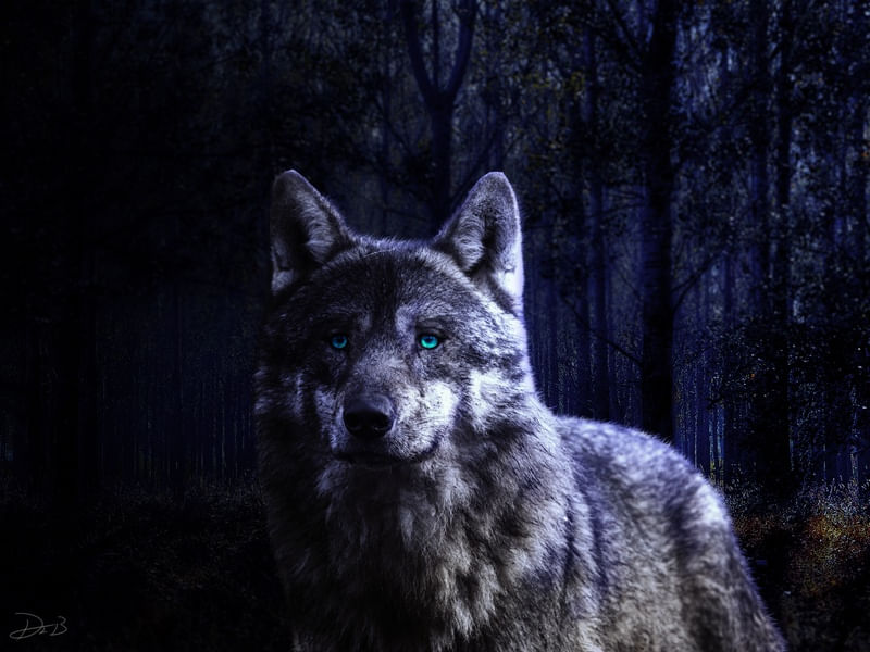 GRANDE LOBO