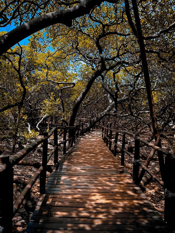 CAMINHO E CAJEUIRO