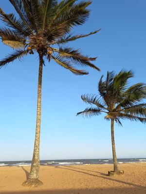 COQUEIROS NA PRAIA RJ