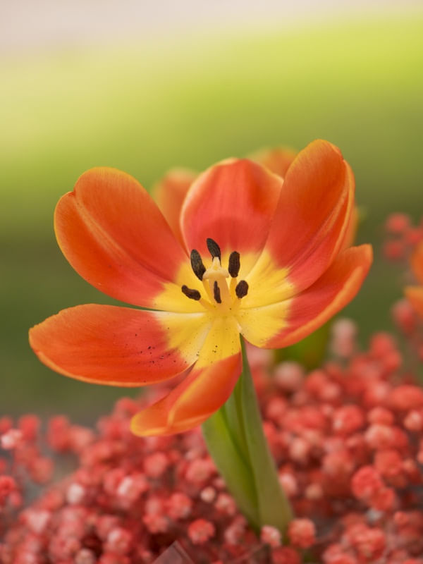 TULIPA EM FUNDO VERDE
