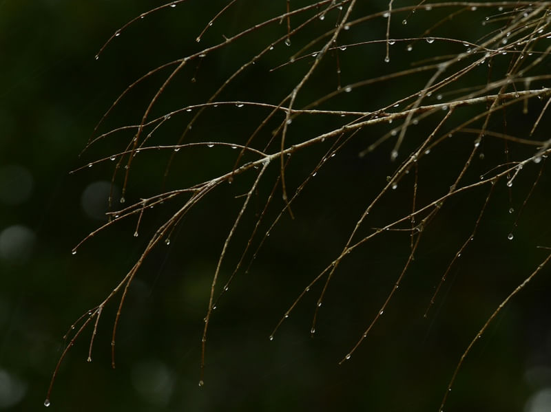 GALHOS E GOTAS