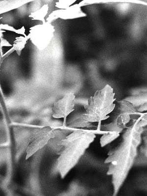 BLACK LEAVES