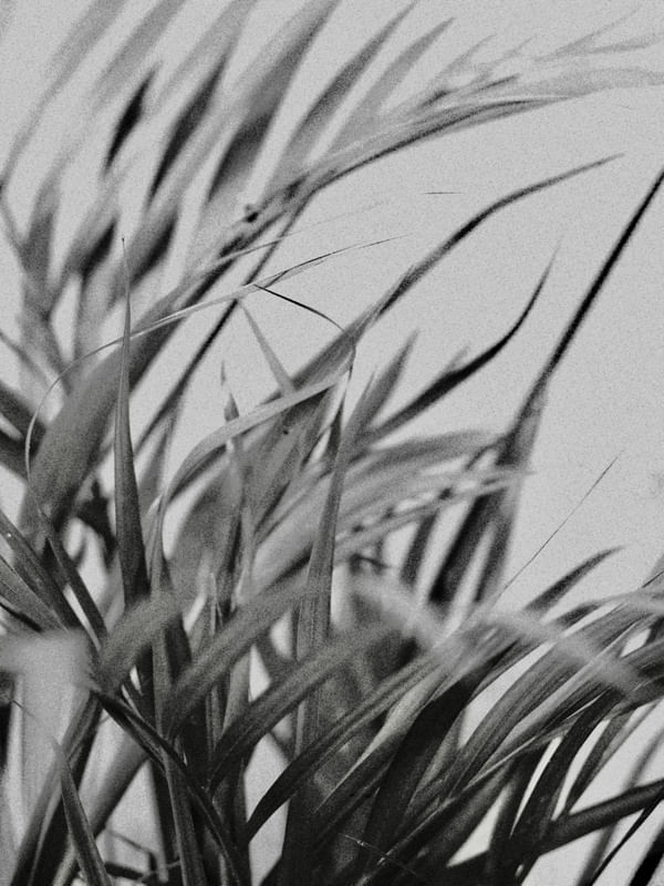 BLACK LEAVES 2