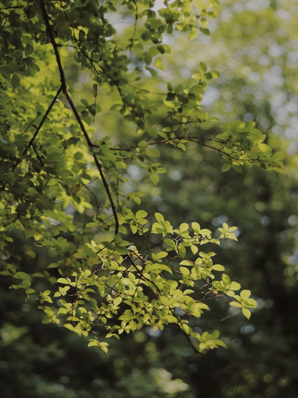 THE GREEN NATURE