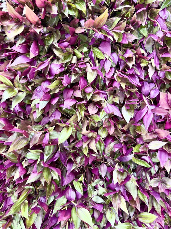 MURAL TRADESCANTIA