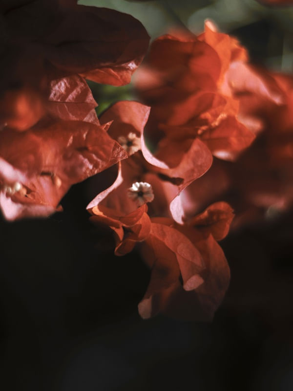 RED BOUGAINVILLE